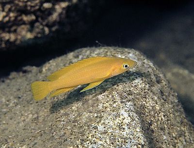 Neolamprologus longior 'Karilani Island'